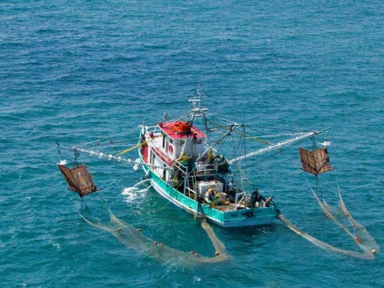México pretende que EU permita seguir exportando camarón