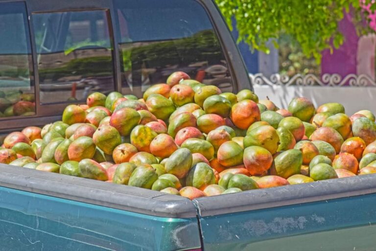 Gobierno de El Fuerte recibe cargamento de 10 toneladas de mango.