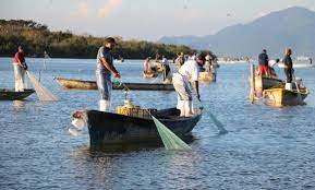Reconoce Juez Federal que la importación de camarón de Ecuador se podría estar triangulando