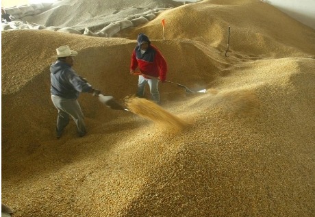 Contratos de granos peligran por quiebras de agricultores brasileños